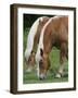 Belgian Draft Horses Jim, Right, and Jake Graze-null-Framed Photographic Print