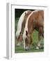 Belgian Draft Horses Jim, Right, and Jake Graze-null-Framed Photographic Print