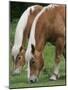 Belgian Draft Horses Jim, Right, and Jake Graze-null-Mounted Photographic Print