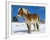 Belgian Horse in Snow, Colorado, USA-Lynn M. Stone-Framed Photographic Print