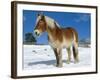 Belgian Horse in Snow, Colorado, USA-Lynn M. Stone-Framed Photographic Print