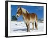 Belgian Horse in Snow, Colorado, USA-Lynn M. Stone-Framed Photographic Print