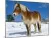 Belgian Horse in Snow, Colorado, USA-Lynn M. Stone-Mounted Photographic Print