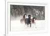 Belgian Horse roundup in winter, Kalispell, Montana.-Adam Jones-Framed Photographic Print