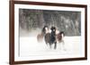 Belgian Horse roundup in winter, Kalispell, Montana.-Adam Jones-Framed Photographic Print