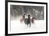 Belgian Horse roundup in winter, Kalispell, Montana.-Adam Jones-Framed Photographic Print