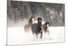 Belgian Horse roundup in winter, Kalispell, Montana.-Adam Jones-Mounted Photographic Print