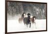 Belgian Horse roundup in winter, Kalispell, Montana.-Adam Jones-Framed Photographic Print