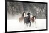 Belgian Horse roundup in winter, Kalispell, Montana.-Adam Jones-Framed Photographic Print