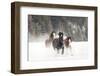 Belgian Horse roundup in winter, Kalispell, Montana.-Adam Jones-Framed Photographic Print