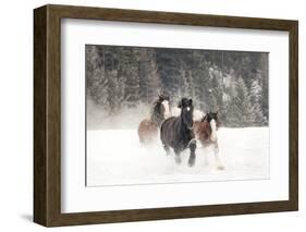 Belgian Horse roundup in winter, Kalispell, Montana.-Adam Jones-Framed Photographic Print