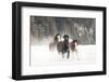 Belgian Horse roundup in winter, Kalispell, Montana.-Adam Jones-Framed Photographic Print