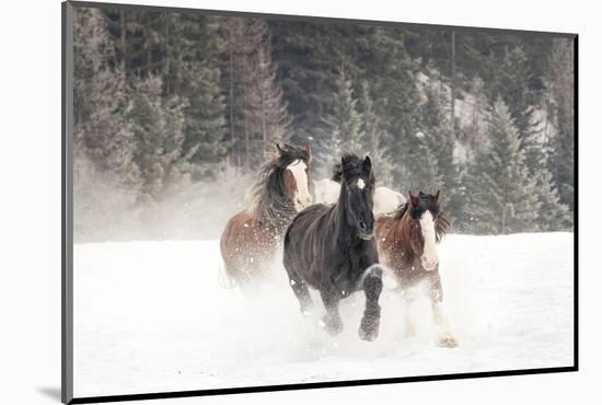 Belgian Horse roundup in winter, Kalispell, Montana.-Adam Jones-Mounted Photographic Print