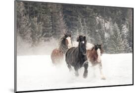 Belgian Horse roundup in winter, Kalispell, Montana.-Adam Jones-Mounted Photographic Print