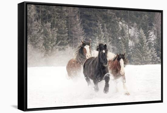 Belgian Horse roundup in winter, Kalispell, Montana.-Adam Jones-Framed Stretched Canvas