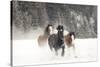 Belgian Horse roundup in winter, Kalispell, Montana.-Adam Jones-Stretched Canvas