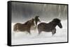 Belgian Horse roundup in winter, Kalispell, Montana.-Adam Jones-Framed Stretched Canvas