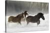 Belgian Horse roundup in winter, Kalispell, Montana.-Adam Jones-Stretched Canvas