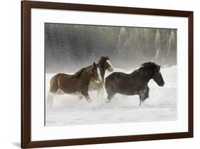 Belgian Horse roundup in winter, Kalispell, Montana.-Adam Jones-Framed Premium Photographic Print