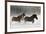 Belgian Horse roundup in winter, Kalispell, Montana.-Adam Jones-Framed Premium Photographic Print