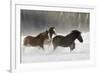 Belgian Horse roundup in winter, Kalispell, Montana.-Adam Jones-Framed Premium Photographic Print