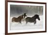 Belgian Horse roundup in winter, Kalispell, Montana.-Adam Jones-Framed Premium Photographic Print