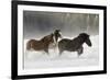 Belgian Horse roundup in winter, Kalispell, Montana.-Adam Jones-Framed Premium Photographic Print