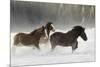 Belgian Horse roundup in winter, Kalispell, Montana.-Adam Jones-Mounted Premium Photographic Print