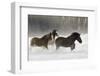 Belgian Horse roundup in winter, Kalispell, Montana.-Adam Jones-Framed Photographic Print