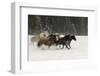 Belgian Horse roundup in winter, Kalispell, Montana.-Adam Jones-Framed Photographic Print