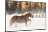 Belgian Horse roundup in winter, Kalispell, Montana.-Adam Jones-Mounted Photographic Print