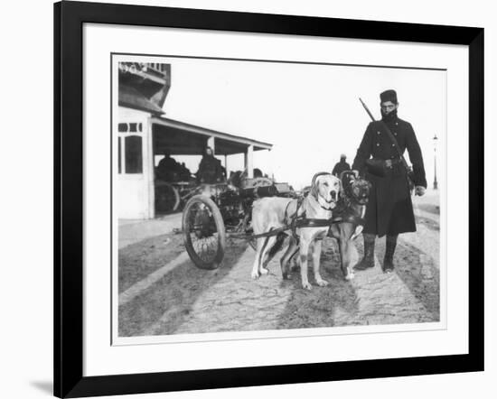 Belgian Machine Guns Pulled by Dogs, 1914-Jacques Moreau-Framed Photographic Print