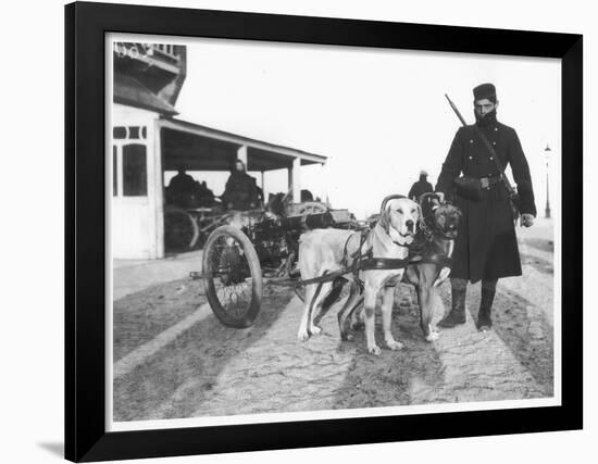 Belgian Machine Guns Pulled by Dogs, 1914-Jacques Moreau-Framed Photographic Print