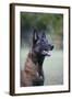 Belgian Malanois Shepherd 12-Bob Langrish-Framed Photographic Print