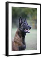 Belgian Malanois Shepherd 12-Bob Langrish-Framed Photographic Print