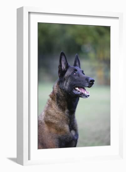 Belgian Malanois Shepherd 12-Bob Langrish-Framed Photographic Print