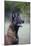 Belgian Malanois Shepherd 12-Bob Langrish-Mounted Photographic Print