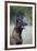 Belgian Malanois Shepherd 12-Bob Langrish-Framed Photographic Print