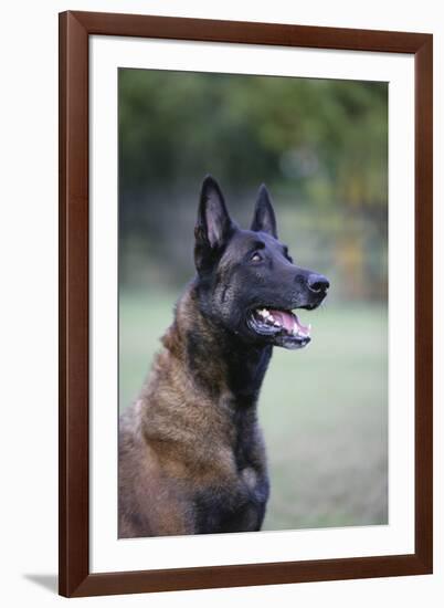 Belgian Malanois Shepherd 12-Bob Langrish-Framed Photographic Print