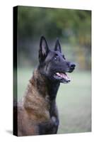 Belgian Malanois Shepherd 12-Bob Langrish-Stretched Canvas