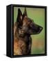 Belgian Malinois / Shepherd Dog Profile Portrait-Adriano Bacchella-Framed Stretched Canvas