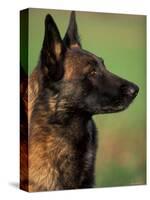 Belgian Malinois / Shepherd Dog Profile Portrait-Adriano Bacchella-Stretched Canvas