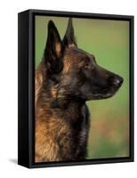 Belgian Malinois / Shepherd Dog Profile Portrait-Adriano Bacchella-Framed Stretched Canvas