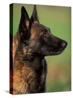 Belgian Malinois / Shepherd Dog Profile Portrait-Adriano Bacchella-Stretched Canvas