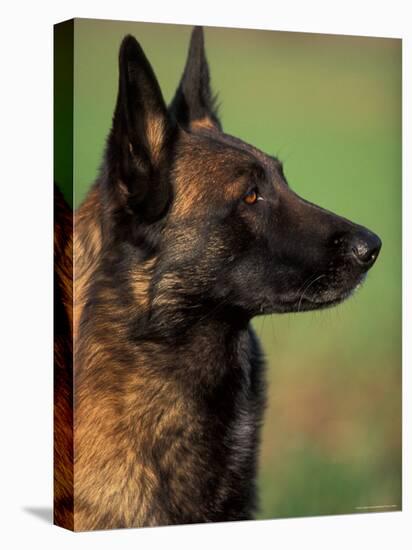 Belgian Malinois / Shepherd Dog Profile Portrait-Adriano Bacchella-Stretched Canvas