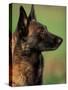 Belgian Malinois / Shepherd Dog Profile Portrait-Adriano Bacchella-Stretched Canvas