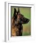 Belgian Malinois / Shepherd Dog Profile Portrait-Adriano Bacchella-Framed Premium Photographic Print