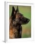 Belgian Malinois / Shepherd Dog Profile Portrait-Adriano Bacchella-Framed Photographic Print