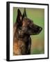 Belgian Malinois / Shepherd Dog Profile Portrait-Adriano Bacchella-Framed Photographic Print