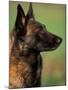 Belgian Malinois / Shepherd Dog Profile Portrait-Adriano Bacchella-Mounted Photographic Print